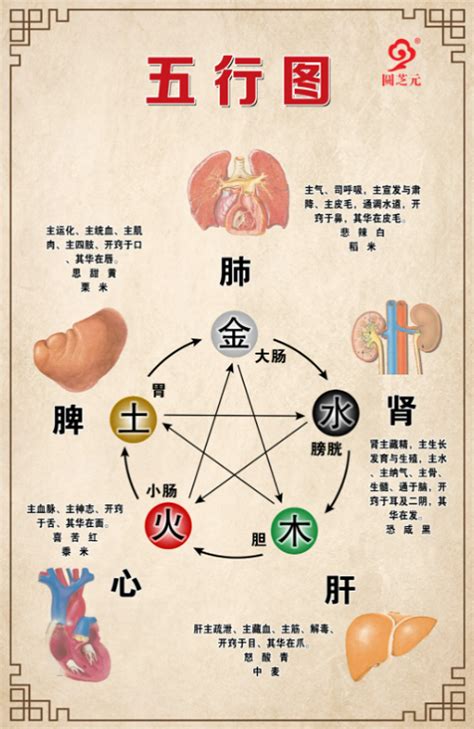 胃 五行|五脏六腑对应的五行